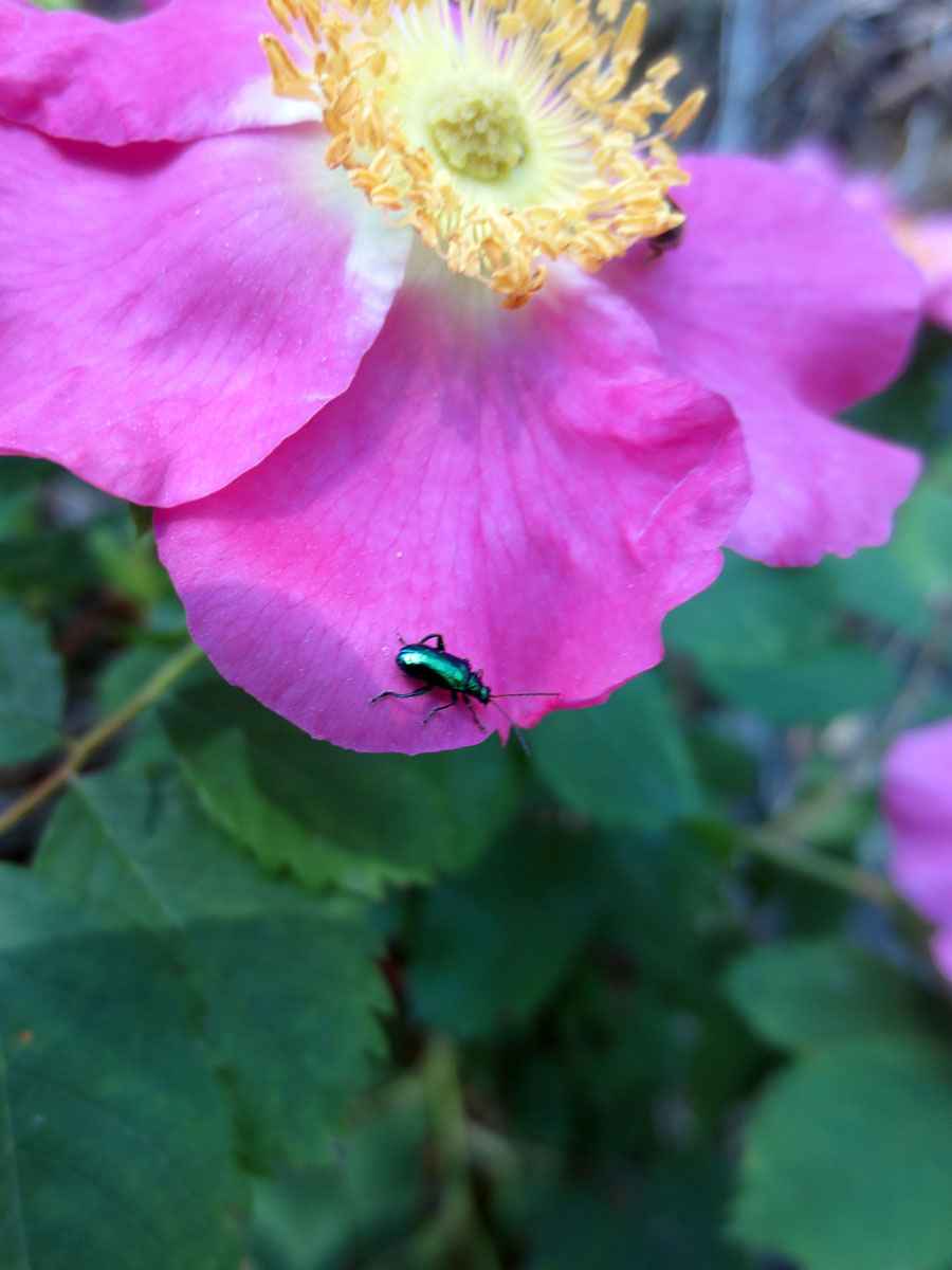 beetle on pink bloom by Susan Fluegel